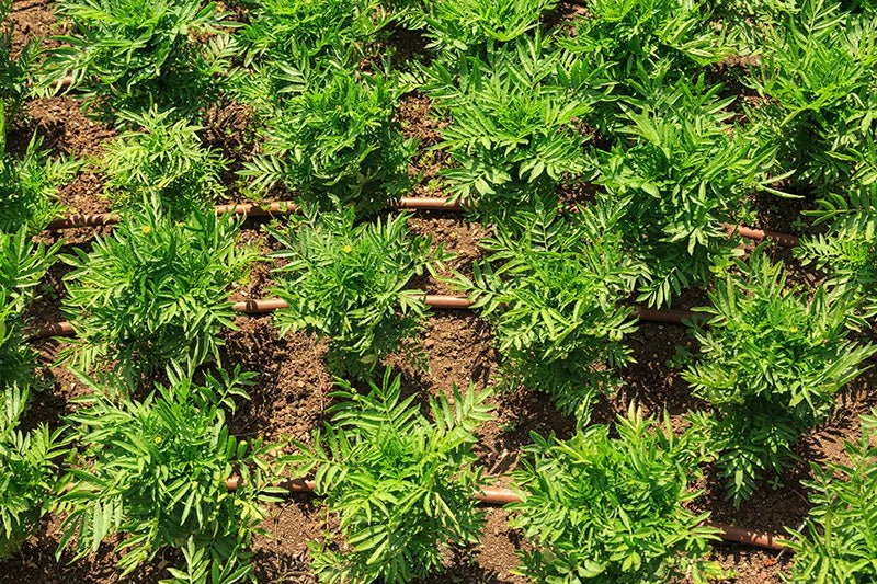 PC Drip Line 25 Metre - Long Run 2 PC Drip Line 25 Metre - Long Run - Image 2