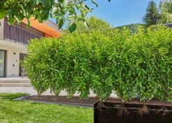 Gardena Drip Line 50m Starter Set (Hedge/Bush) - 13501 -Silverlines Store drip line irrigation kits gardena drip line 50m starter set hedge bush 13501 36161001423014